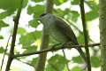 Fauvette tete noire Male-03